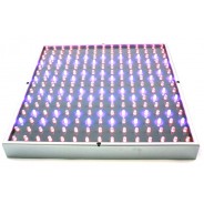 LED propagation lights are available in multiple size options